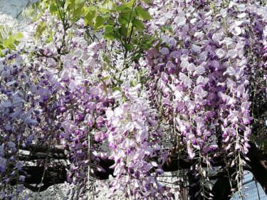 4月に咲いている花木
