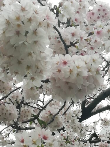 梅・桃・桜の違い、簡単な見分け方